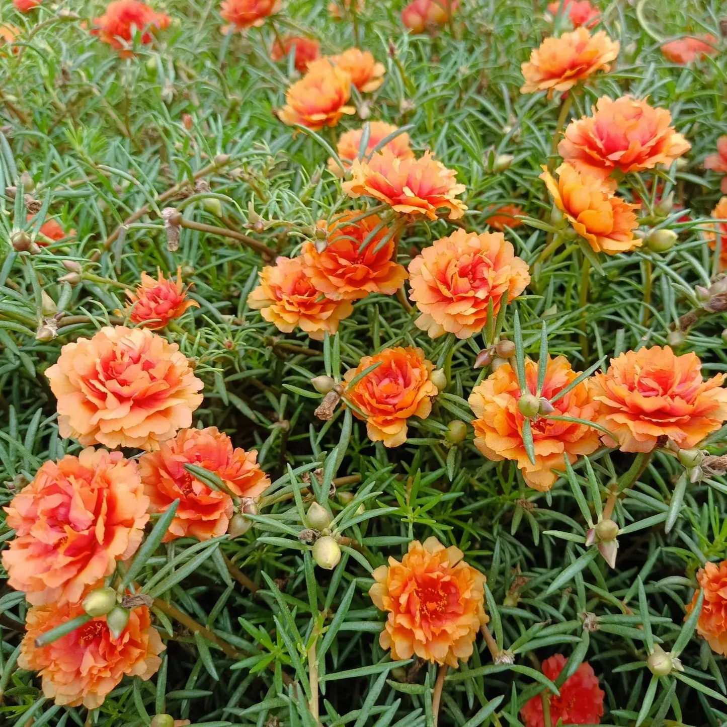 🌼10000 Pcs Muti-color double petal sunflower seeds