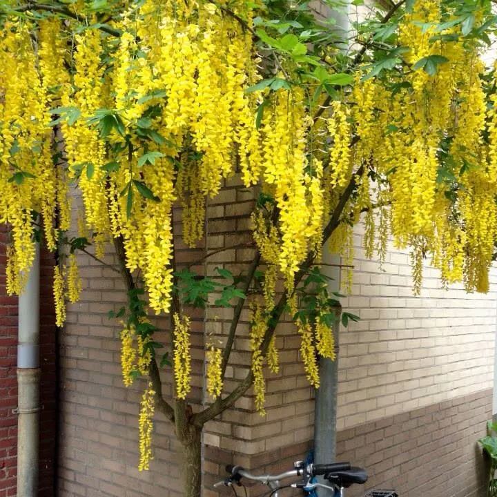 đ„LAST DAY 75% OffđșThe Queen Of FlowersâWisteria Flower Seeds