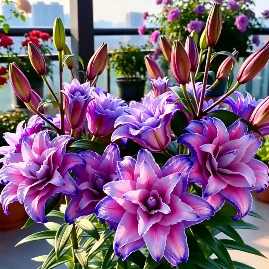 🌷Perfume Lily Bulbs—Fresh and Sweet