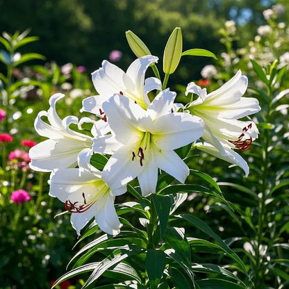 🌷Perfume Lily Bulbs—Fresh and Sweet