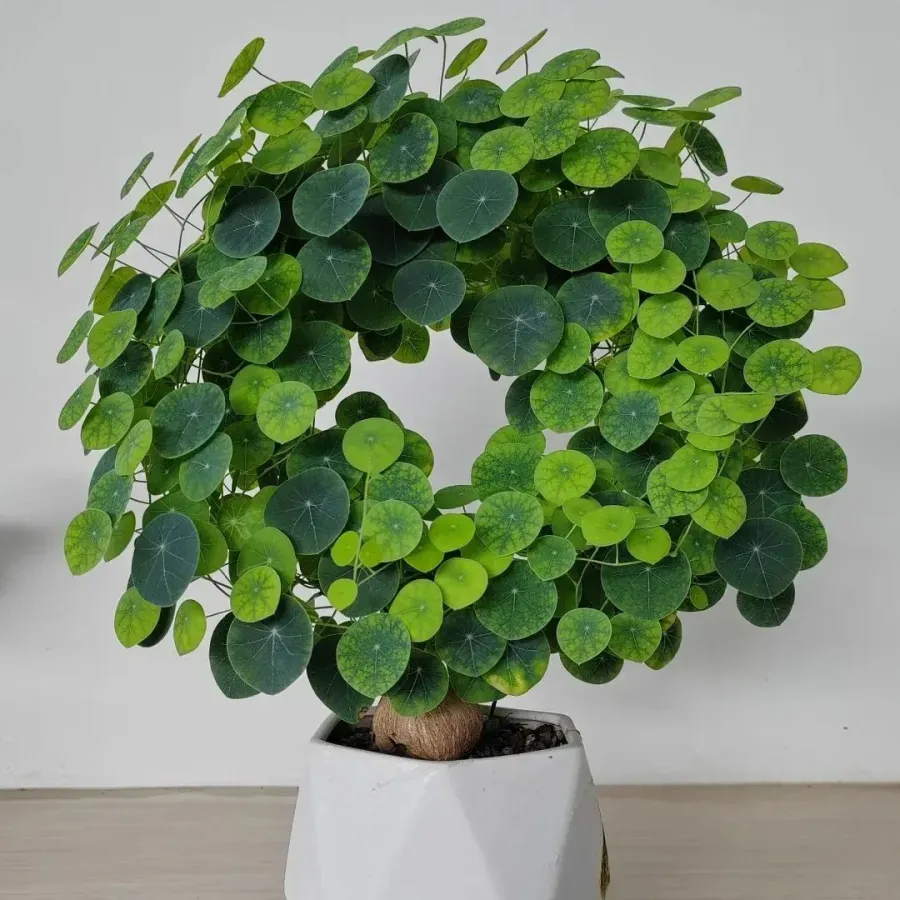 ✨💚Green plants that purify the air🌿Mountain Tortoise
