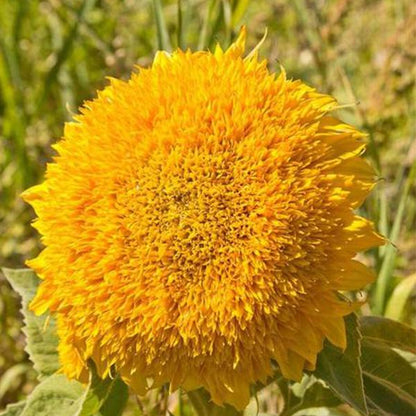Teddy Bear Sunflower Seeds🌻🧸