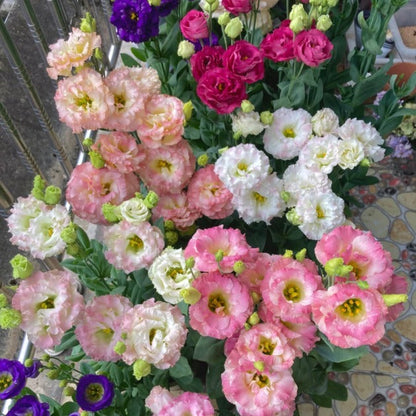 Lisianthus - Sincere Love