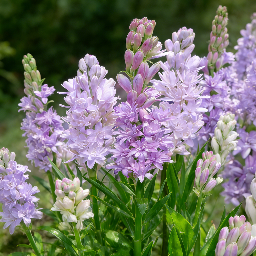 Purple double tuberose flowers with rich green foliage
