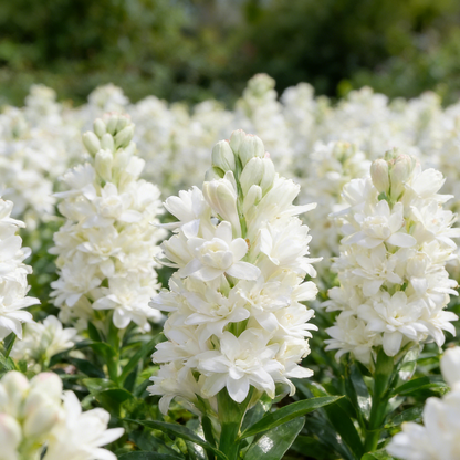 🌺Double Perfume Tuberose Bulbs—Moon Garden Flower