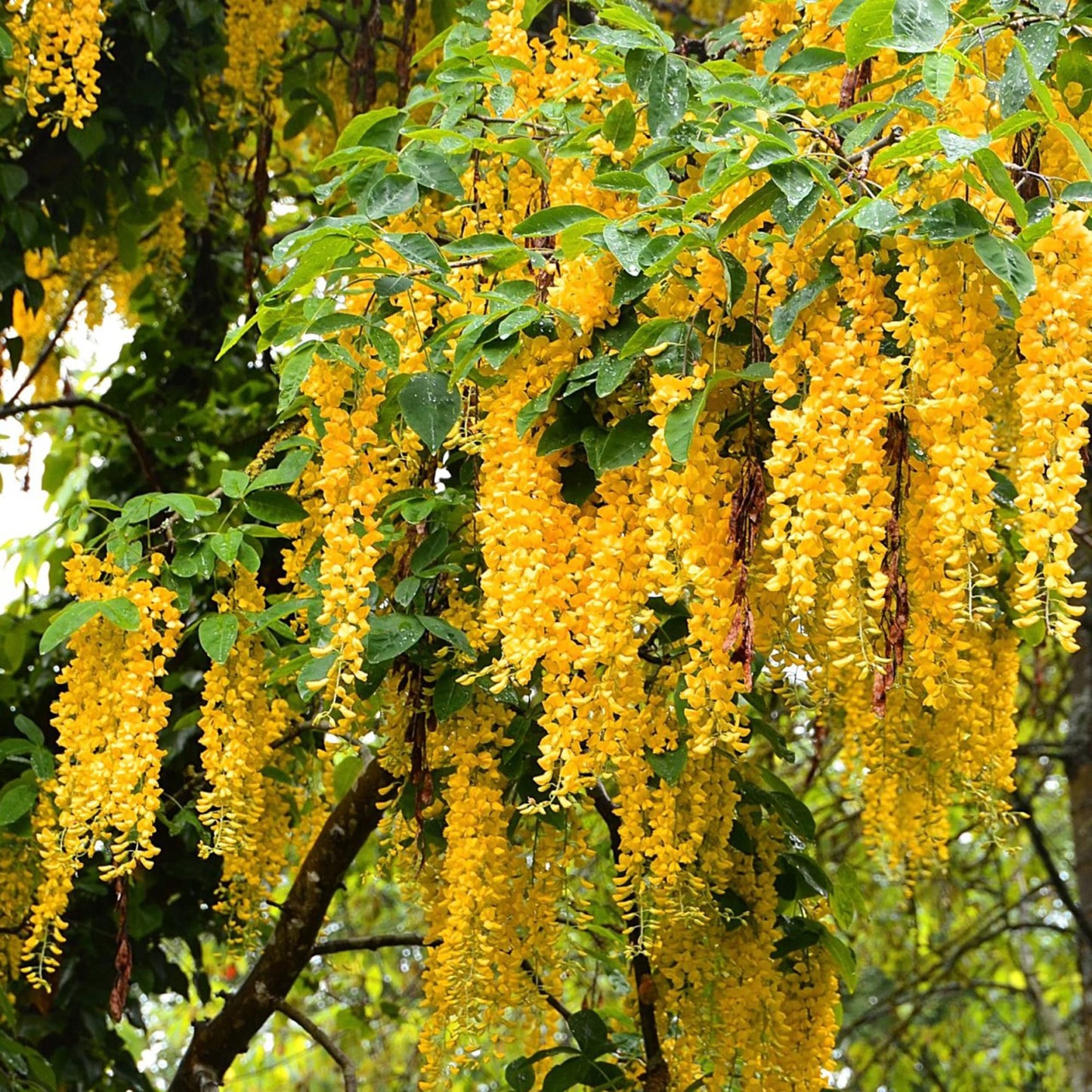 🔥LAST DAY 75% Off🌺The Queen Of Flowers—Wisteria Flower Seeds