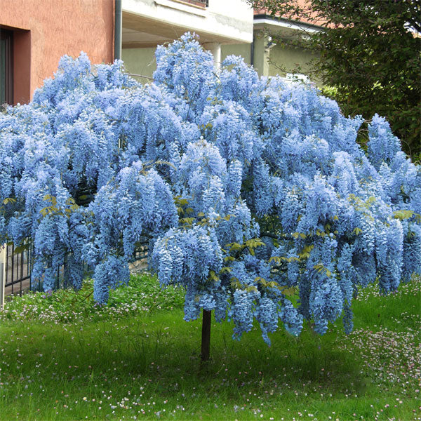 🔥LAST DAY 75% Off🌺The Queen Of Flowers—Wisteria Flower Seeds
