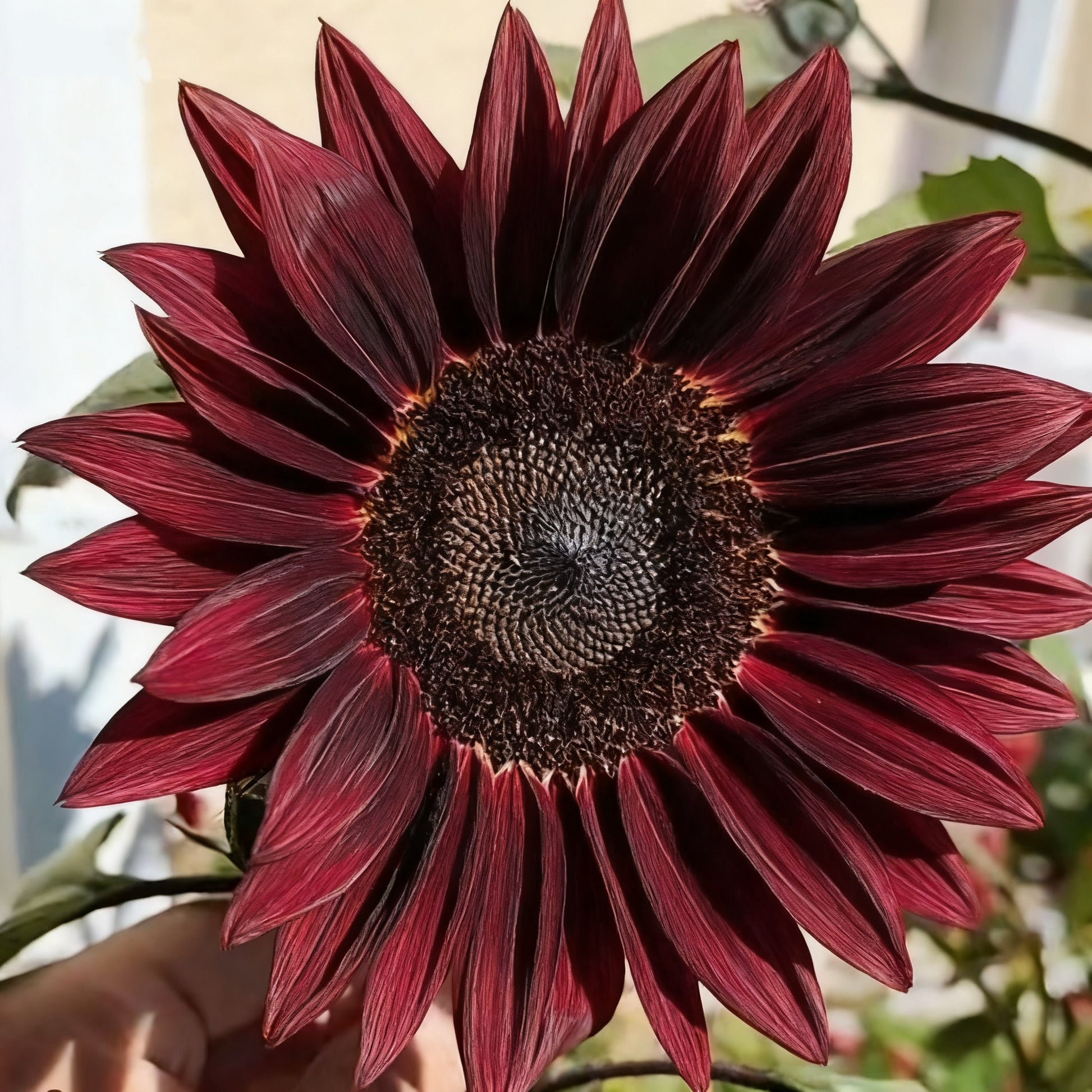 🌌🔥 Midnight Blaze Sunflower Seeds🪴– The Rarest Sunflower You’ll Ever Grow! 🌻