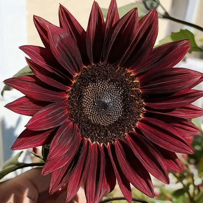 🌌🔥 Midnight Blaze Sunflower Seeds🪴– The Rarest Sunflower You’ll Ever Grow! 🌻