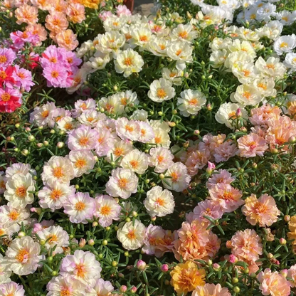 🌼10000 Pcs Muti-color double petal sunflower seeds