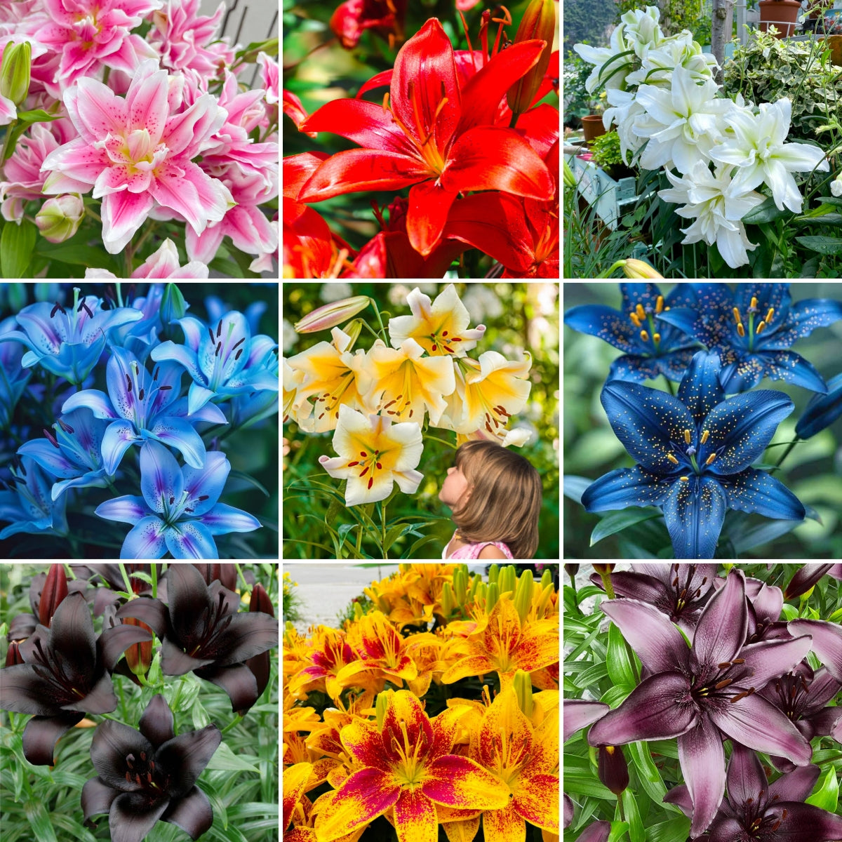 Rare Lily Bulbs – Boseeds