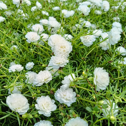 🌞🌸 Double Moss Rose – Extraordinary Beauty, Effortless Care 🌸🌞