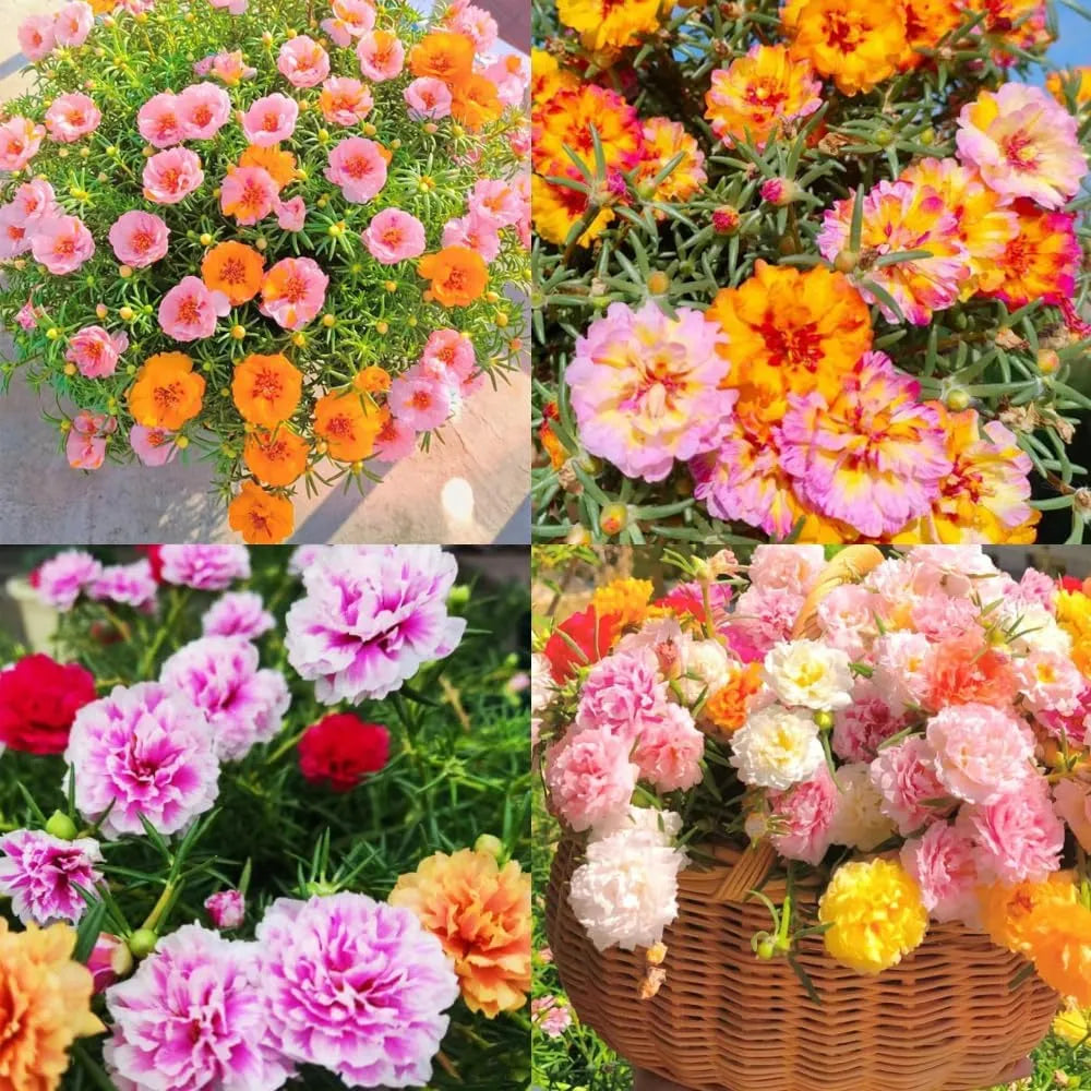 🌼10000 Pcs Muti-color double petal sunflower seeds