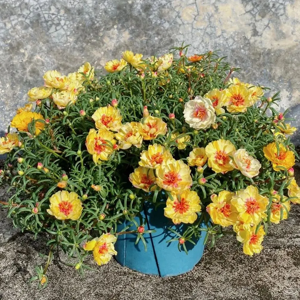 🌼10000 Pcs Muti-color double petal sunflower seeds