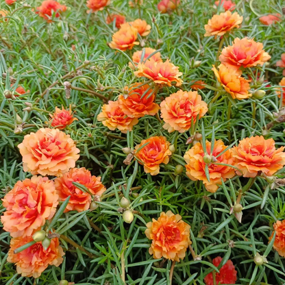 🌼10000 Pcs Muti-color double petal sunflower seeds