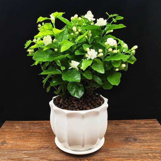 🌸LAST DAY Promotion 49% OFF🌸Double Jasmine