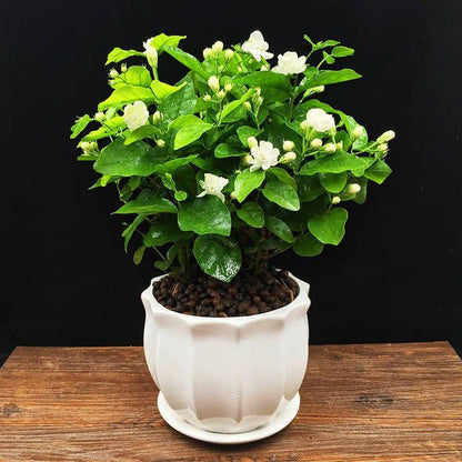 🌸LAST DAY Promotion 49% OFF🌸Double Jasmine