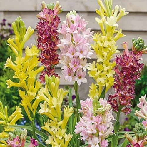【Limited Time Sale】Tuberose Bulbs 🌸