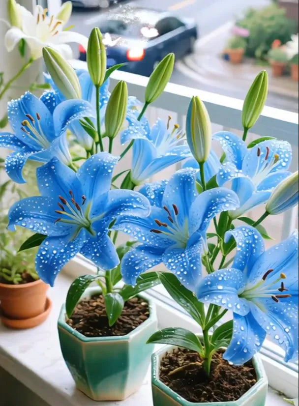 🌷Perfume Lily Bulbs—Fresh and Sweet