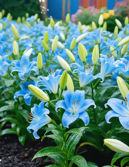 🌷Perfume Lily Bulbs—Fresh and Sweet