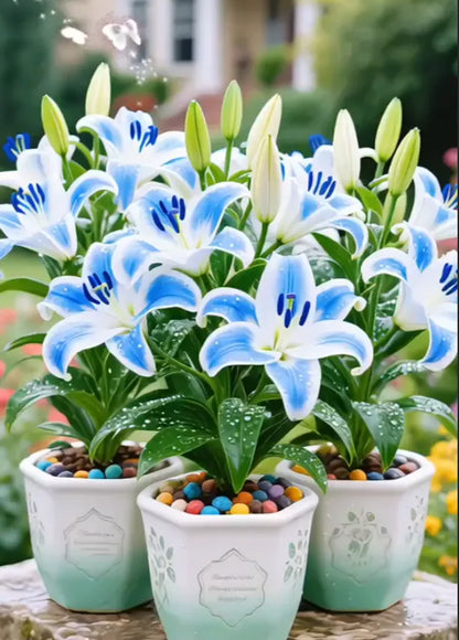 🌷Perfume Lily Bulbs—Fresh and Sweet