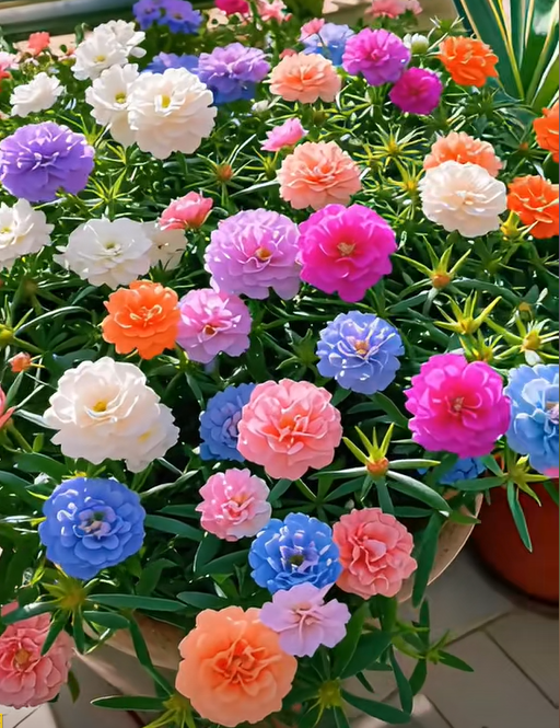 🌞🌸 Double Moss Rose – Extraordinary Beauty, Effortless Care 🌸🌞