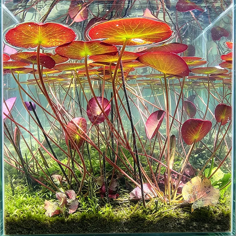 🌸 Hydroponic Lotus Planting Roots – Create a Beautiful Indoor Water Garden