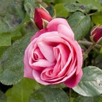 Pink Lady Rose Climbing Seeds