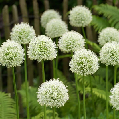Allium Giganteum Ornamental Onion Flower