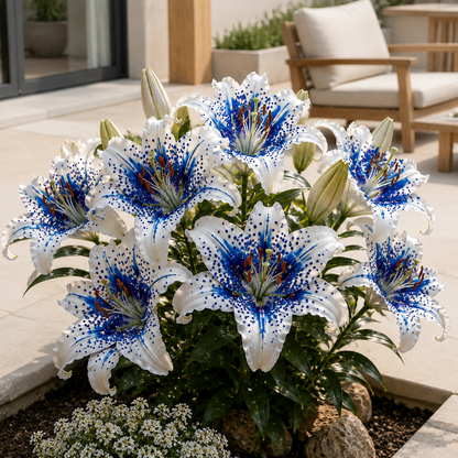 🔥LAST DAY 49% OFF-🌸 Giant Fragrant Lily Bulbs-Grow The Most Elegant Flowers In Your Garden