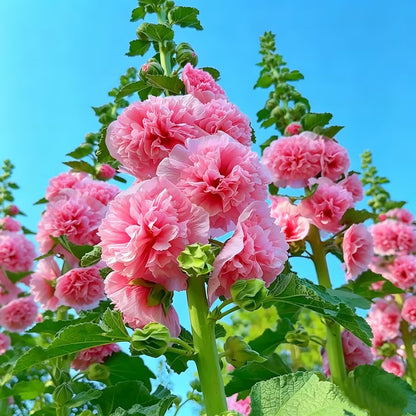 🌺Double Fragrant Hollyhock Seeds
