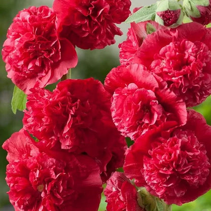 🌺Double Fragrant Hollyhock Seeds
