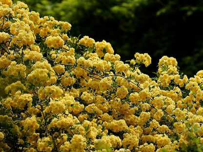 Yellow Banks Rose Seeds