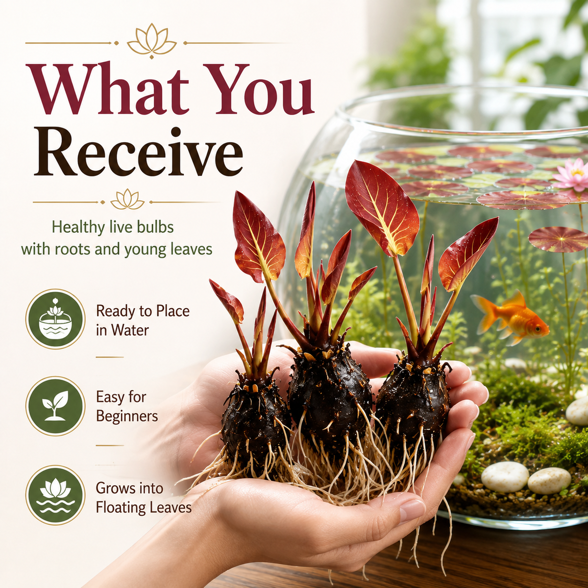 🌸 Hydroponic Lotus Planting Roots – Create a Beautiful Indoor Water Garden