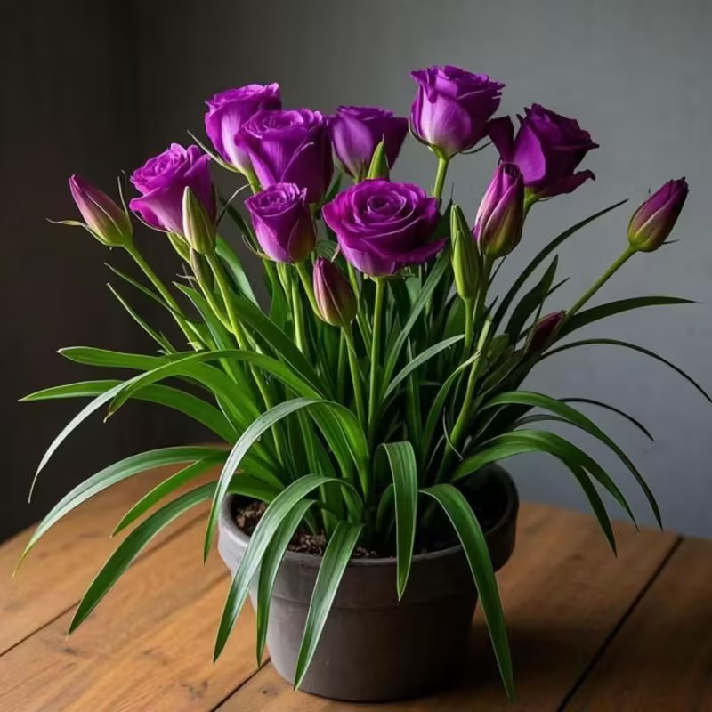 🏠🧚🏻First choice for small spaces-Potted rose bulbs🌹 – Boseeds