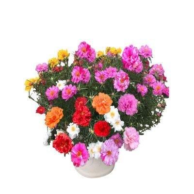 🌼10000 Pcs Muti-color double petal sunflower seeds