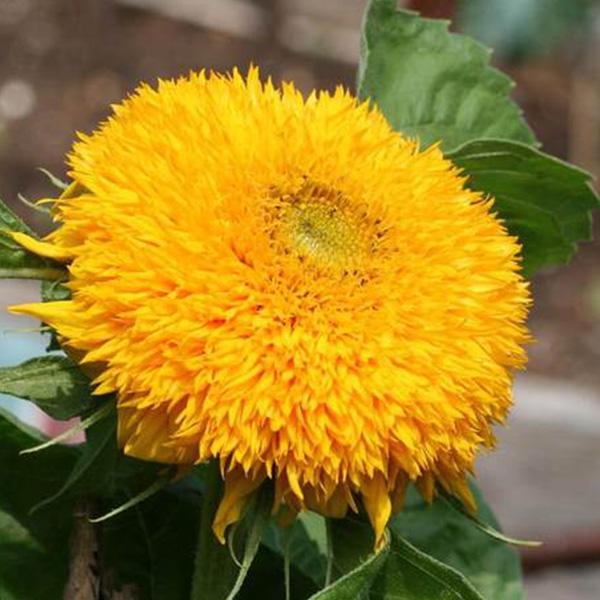Teddy Bear Sunflower Seeds🌻🧸