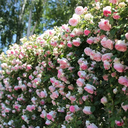 🌹Climbing Vine Rose Flower Seeds