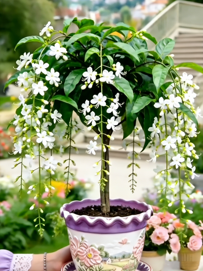 Last Day Up to 50% OFF💐Rare Weeping Jasmine Flowers Bulbs