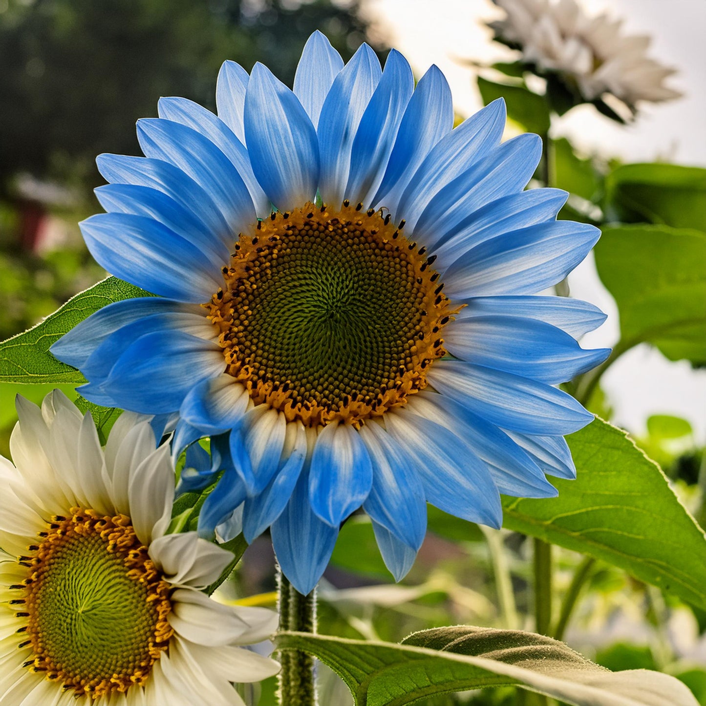 Rare two-color blue sunflower seeds