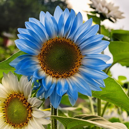 Rare two-color blue sunflower seeds