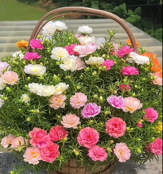 🌼10000 Pcs Muti-color double petal sunflower seeds