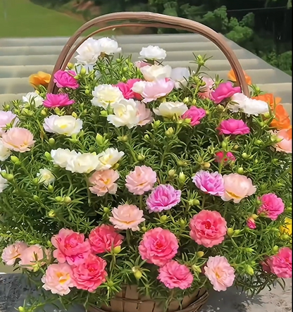 🌼10000 Pcs Muti-color double petal sunflower seeds