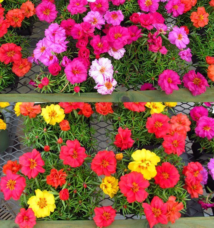 🌼10000 Pcs Muti-color double petal sunflower seeds