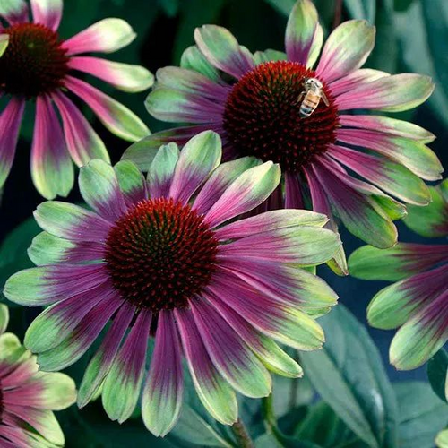 Purple Heart with Green Edges Sunflower
