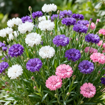🌸Cornflower Garden Seeds