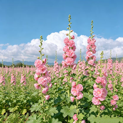 🌺Double Fragrant Hollyhock Seeds