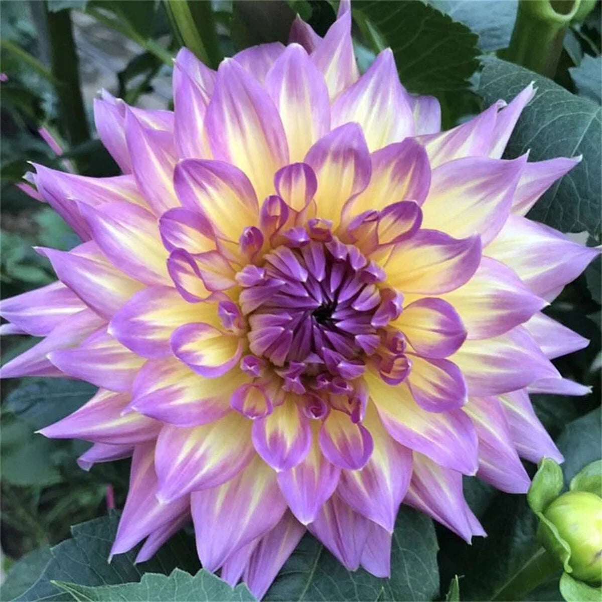 Rare Double Dahlias – Bold Blooms Ordinary Gardens Never Have