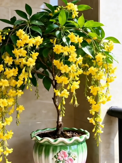 Last Day Up to 50% OFF💐Rare Weeping Jasmine Flowers Bulbs