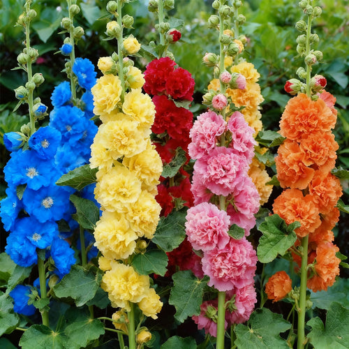 🌺Double Fragrant Hollyhock Seeds